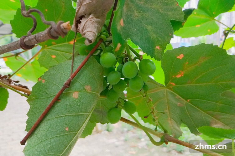 葡萄种植方法是什么