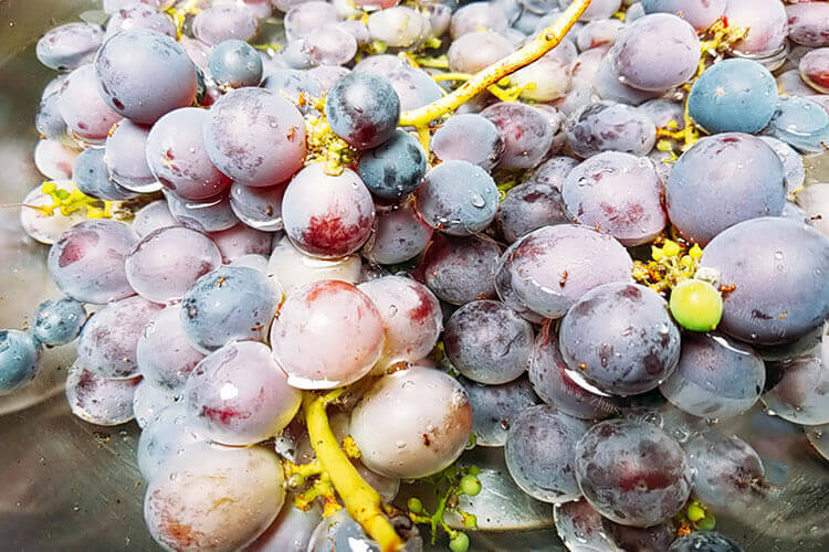 国外进口的意大利葡萄，意大利撒丁岛葡萄品种好吗？