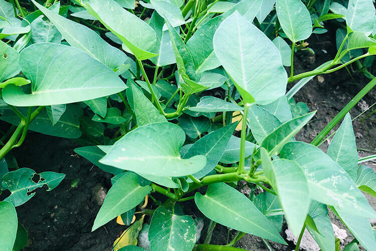 空心菜还挺好吃的，炒空心菜摘叶子吗？