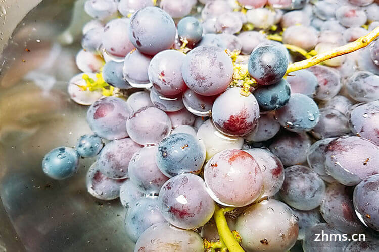 山葡萄是什么品种