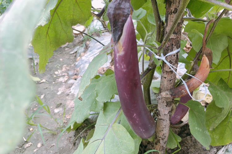 特别想吃打卤面，茄子卤怎么做？