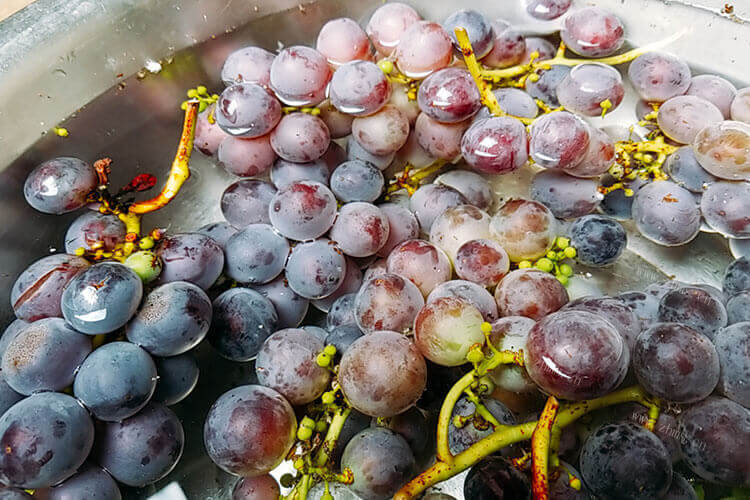 葡萄什么品种的好吃，市场上最贵的葡萄是啥？