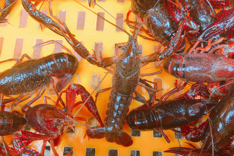 在菜市场买点虾，基围虾和小龙虾哪个贵呢？