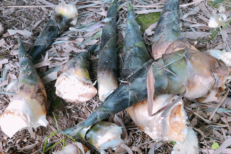 安海特产土笋冻怎么吃呢？朋友送了我土笋冻