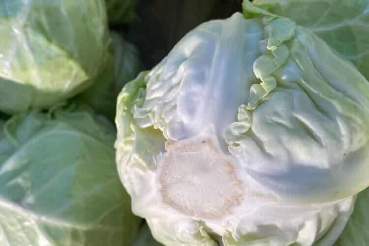 圆白菜腌酸菜的方法简单吗，超市可以直接买到腌制酸菜吗？