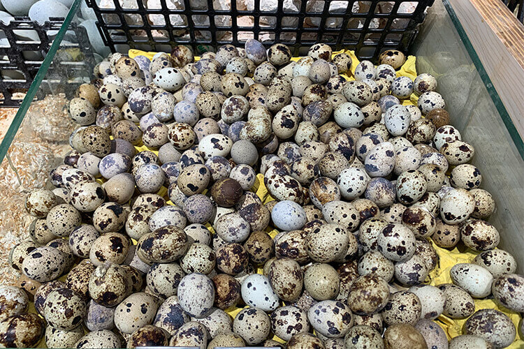 鸽子蛋与鹌鹑蛋的大小，哪个更大一些？