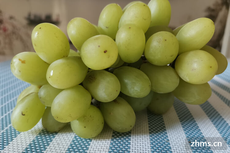 绿色的葡萄有哪些品种