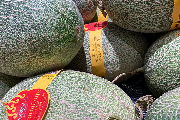 最近好想吃哈密瓜呀，新疆哈密瓜很有名，新疆哈密瓜几月成熟呢？