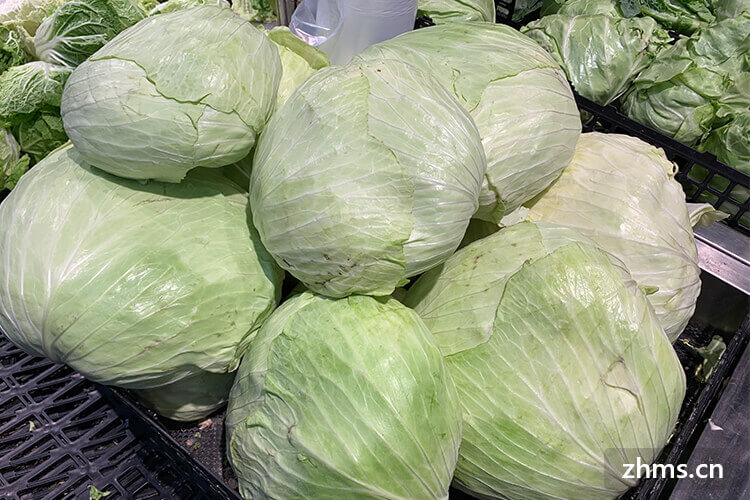 怎样挑选包菜?包菜的储藏方法是什么? 怎样挑选包菜?包菜的储藏方法是什么?