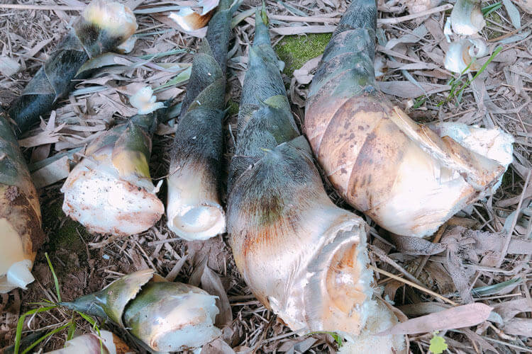 安海特产土笋冻怎么吃呢？朋友送了我土笋冻