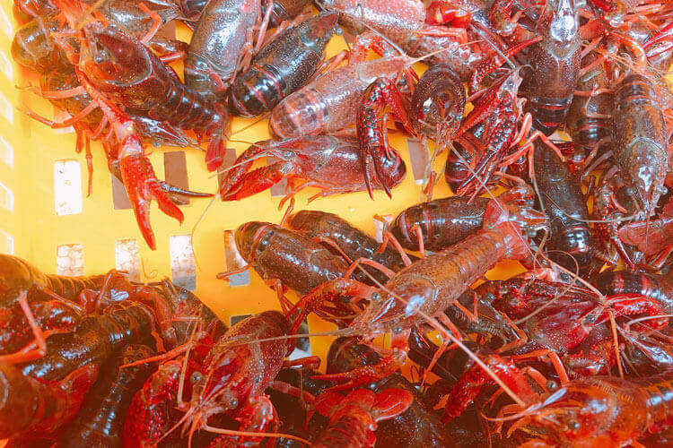 龙虾很好吃，澳洲龙虾和波士顿龙虾有什么区别呢？