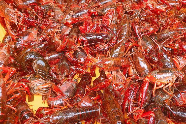 想买小龙虾，不知道湖北的小龙虾和江苏的哪个好？