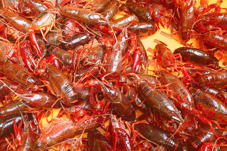 小龙虾是湖北还是湖南的，那为什么湖南的小龙虾更受欢迎？
