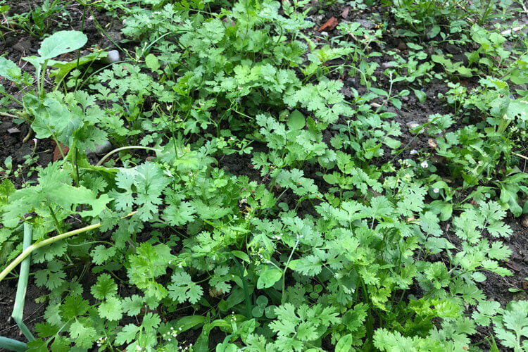 香菜和盐须是同一种菜吗？香菜为什么叫盐须？