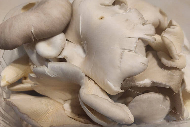 蘑菇和什么素炒好吃吗，经常吃到的蘑菇有什么品种