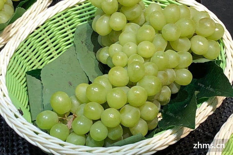 青提是葡萄的一种吗