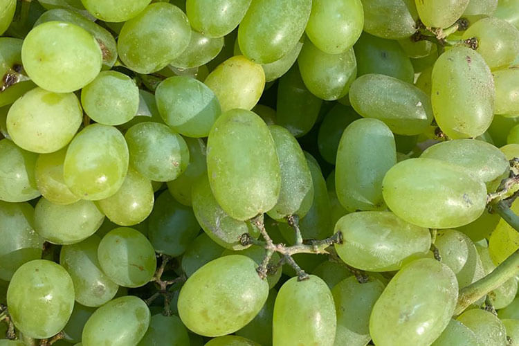 提子长的和葡萄差不多，提子的种类品种名称有哪些呢？