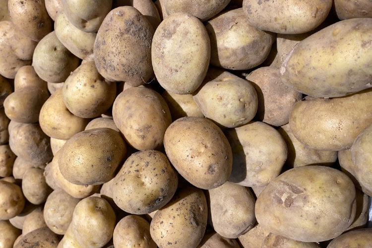 土豆也是需要储存方法的，土豆种子的储存方法是什么？