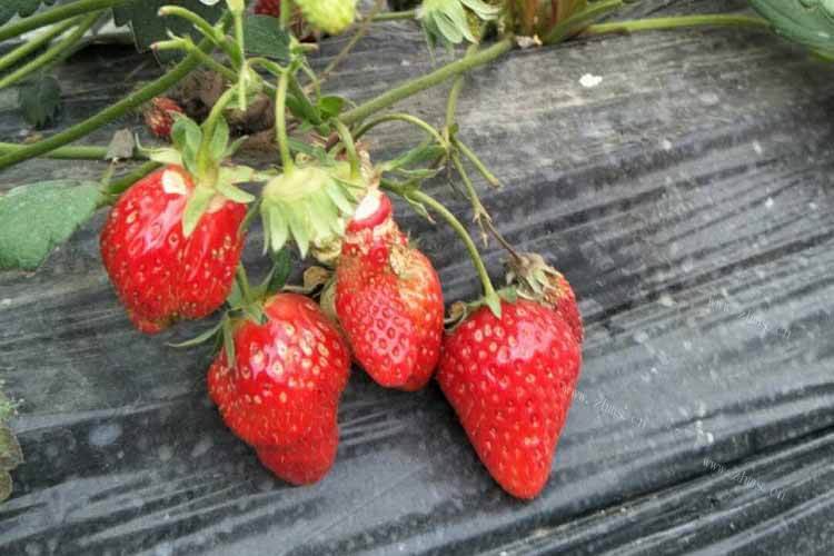 草莓可以做甜甜的草莓酱料吗？草莓怎么做草莓酱？