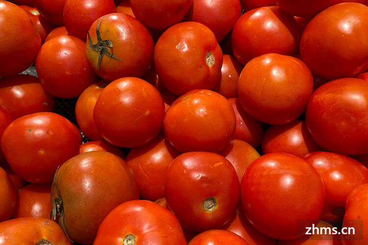 西红柿可以做什么菜