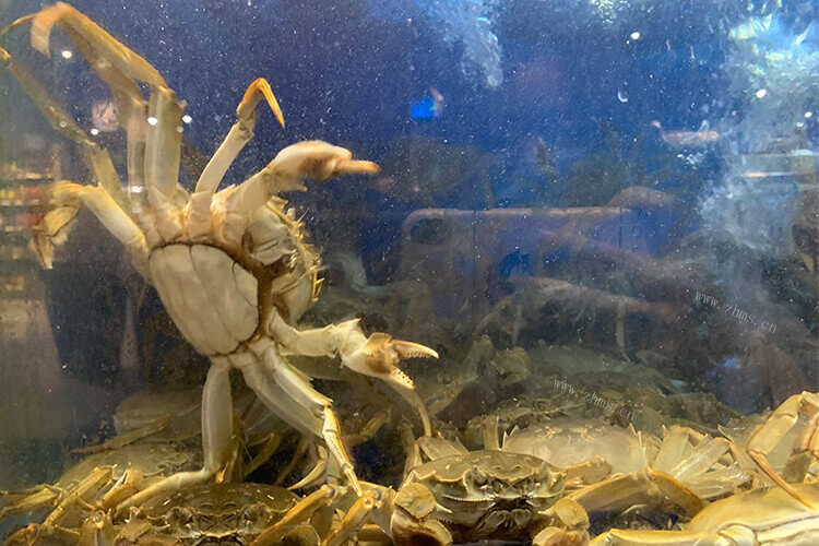想要买一些螃蟹，溪蟹螃蟹如何养不容易死？