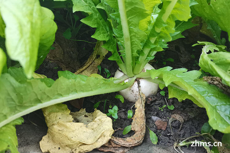 萝卜是根还是茎 萝卜是根还是茎