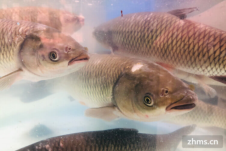 亳州新年水产行草鱼和鲢鱼多少一斤现在？