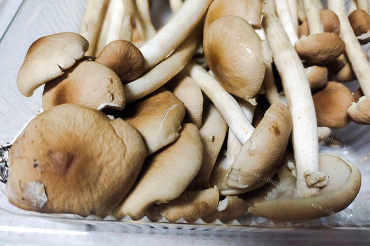 蘑菇和什么素炒好吃吗，经常吃到的蘑菇有什么品种