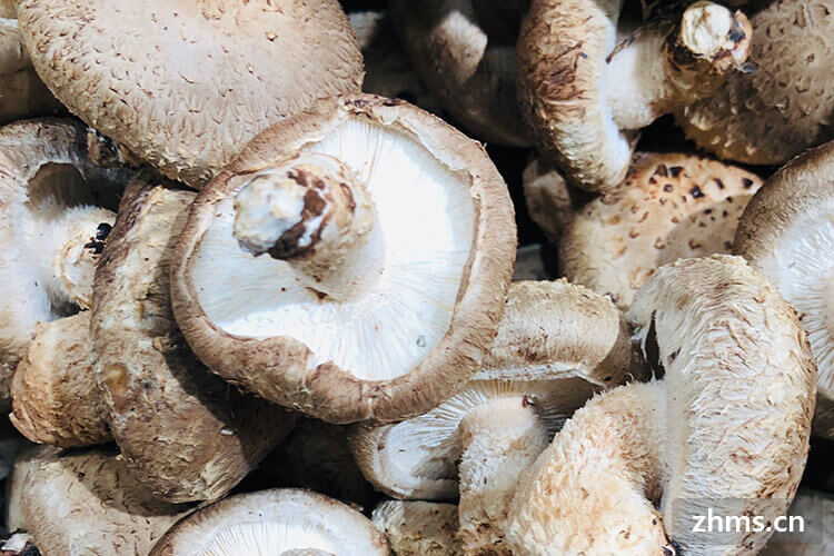 椴木花菇和香菇的区别
