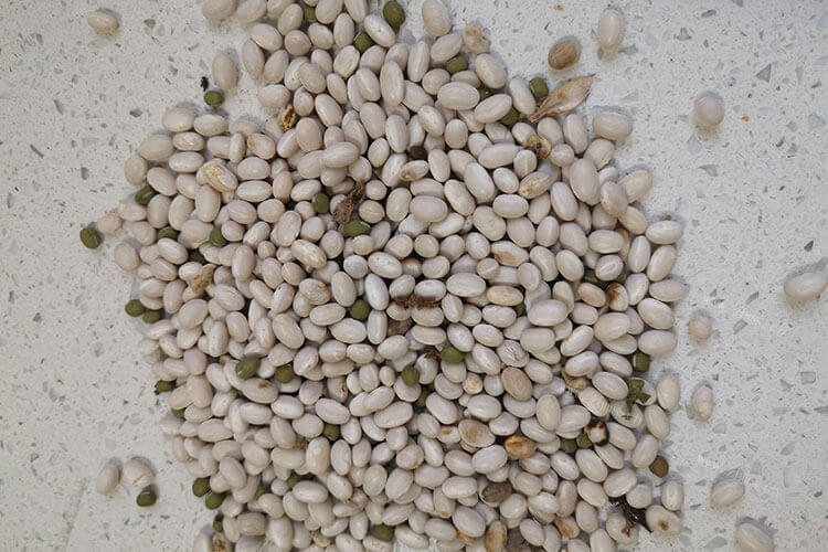 大白芸豆怎么煮烂，为什么我煮大白芸豆煮不烂呢？