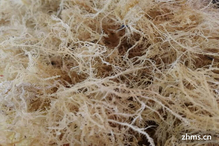 石花菜需要焯水后凉拌吗
