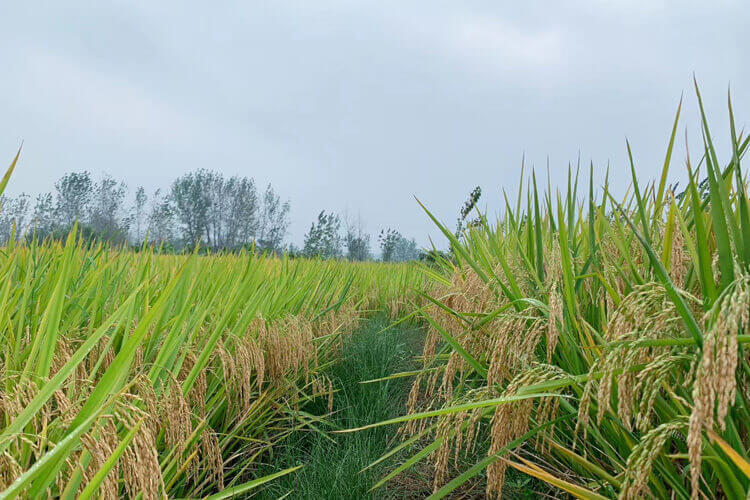 采购了一些大米来卖，真空包装大米可以保存多久？