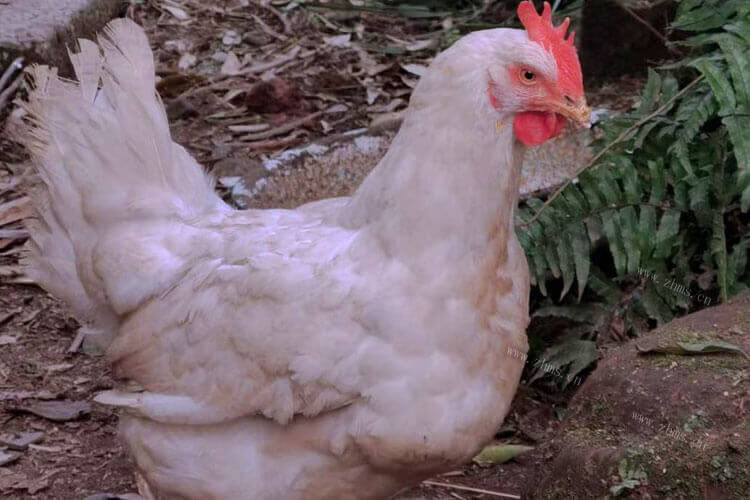 生物形态有多种多样，庐山石鸡与牛蛙的区别在哪里呢