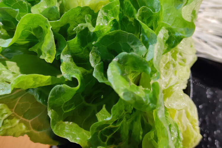 买了一些奶油生菜，奶油生菜玻璃生菜区别是什么？