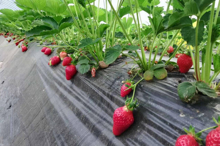 想去买一些草莓，请问法兰地草莓什么时候结果？