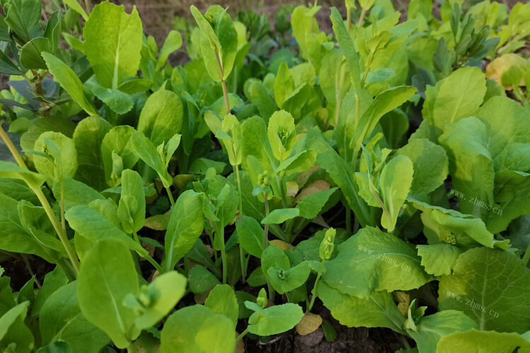 今早菜市场买的青菜，吃起来青菜有股煤油味还正常吗？