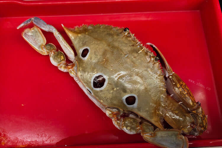 馒头蟹的形状和特征是如何的呢，它最简单的吃法是什么？