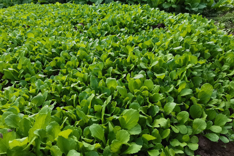 我想吃青菜，青菜能真空快递吗？