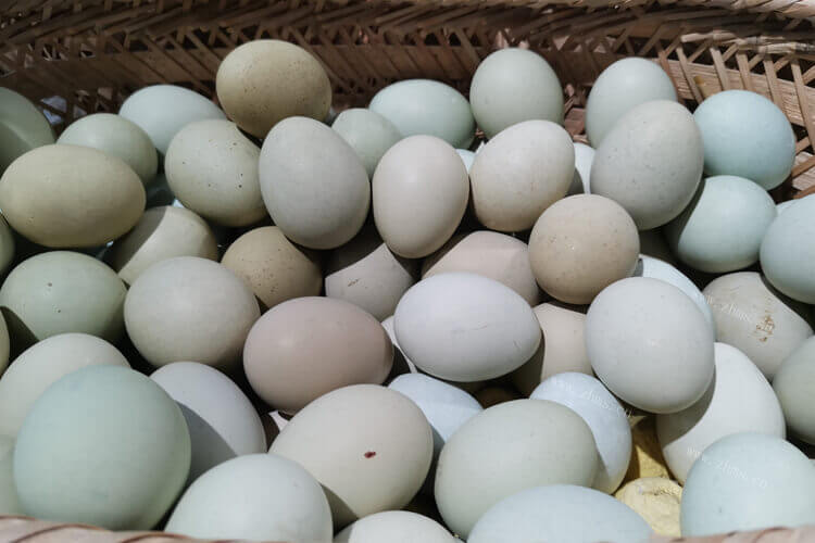 自己腌制咸鸭蛋，50个鸭蛋需要多少盐腌咸鸭蛋才好吃？
