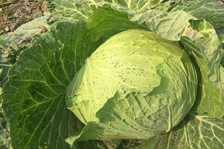 椰菜跟包菜的区别，哪个更好吃呢？