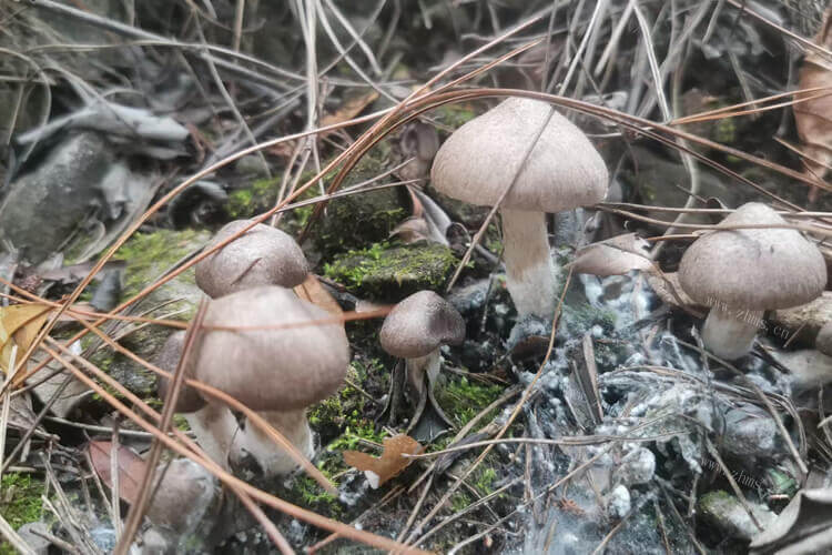今天打算包包子，香菇和什么包饺子好吃？