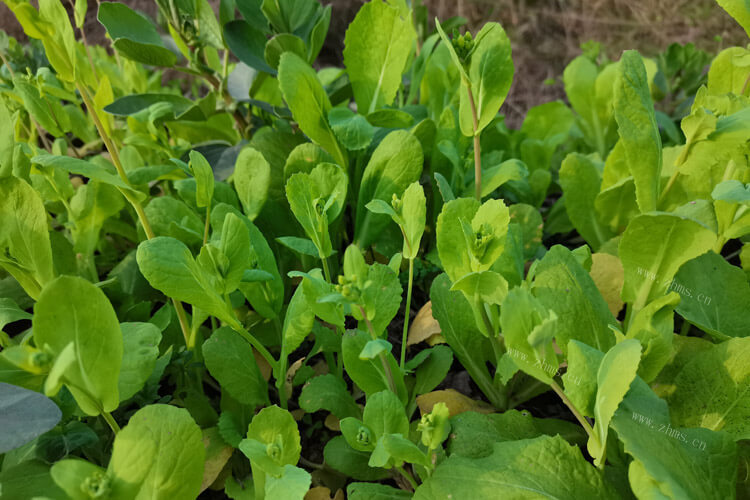 我想吃青菜，青菜能真空快递吗？