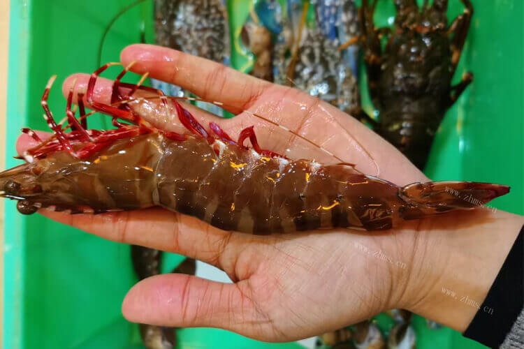 不了解红虾，红虾是海虾还是河虾呢？