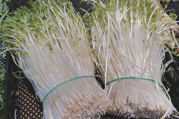 一斤豆子可以出多少豆芽呢？买了一斤黄豆，打算自己做豆芽