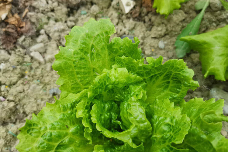 想买点蔬菜，生菜和白菜的区别是什么