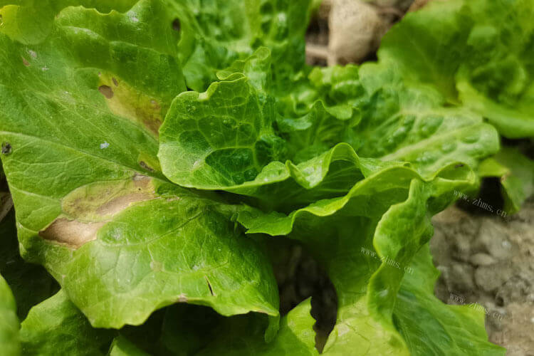 生菜的种类也是很多的，烤肉包的是哪种生菜