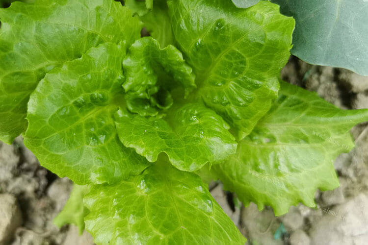 生菜吃起来有点苦，生菜发苦能吃吗？