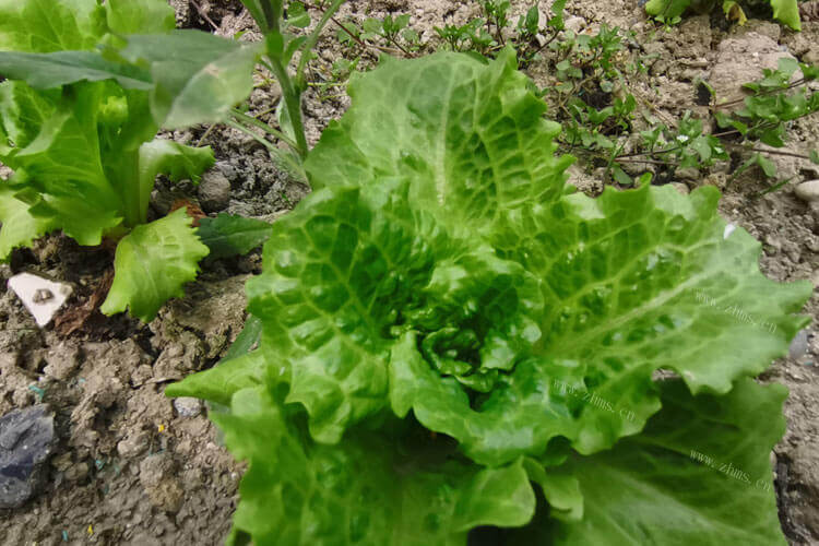 想买点蔬菜，生菜和白菜的区别是什么
