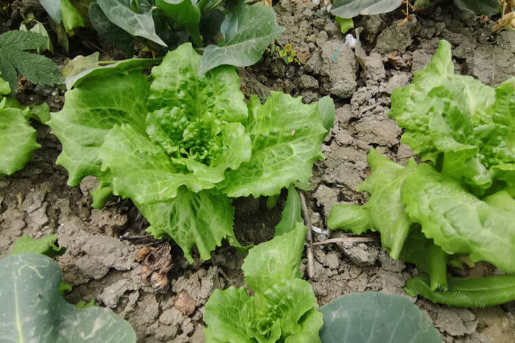 不知道买什么生菜，红叶生菜和绿叶生菜的区别是什么？
