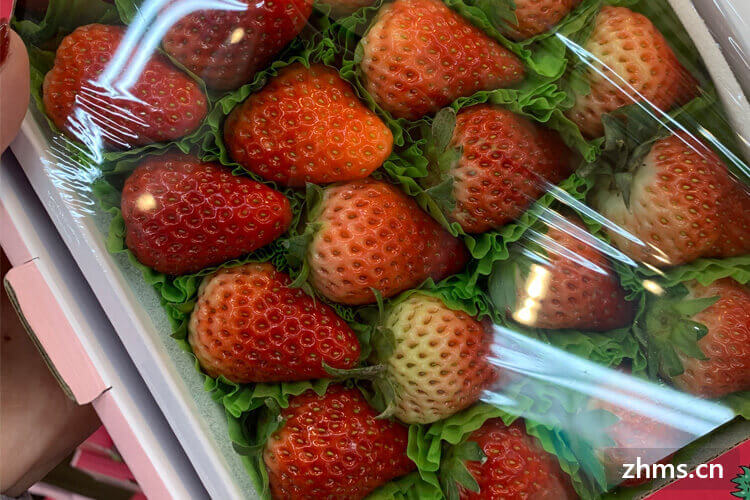 广东种草莓哪个月最适合